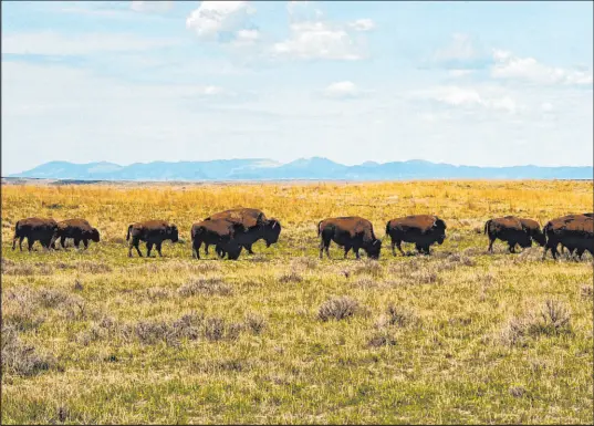  ?? The Associated Press file ?? A herd of bison grazes on federal public lands in northern Montana.