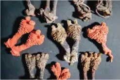  ??  ?? This photograph shows monitor lizard genitalia discovered by researcher­s which are being sold as “Hatha Jodi” and available for purchase from major online retailers in the UK and US. — AP