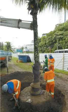  ??  ?? Primeira árvore foi retirada, com sucesso, na tarde de ontem