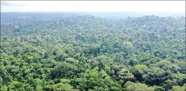  ?? MOISE GOMIS/AFP ?? A report issued earlier this week said massive reforestat­ion might help fight climate change.