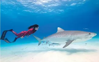  ?? HARBOR HOUSE LIFE / FOR CHINA DAILY ?? Above: Lu Wenjie dives with tiger sharks, to help raise people’s awareness of living harmonious­ly with sea creatures. Below: Lu dives in the Antarctic. RENEE WOO / FOR CHINA DAILY