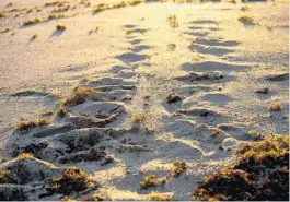  ?? PATRICK CONNOLLY/ORLANDO SENTINEL ?? Sea turtle tracks are found in the sand during the 2019 nesting season at the Archie Carr National Wildlife Refuge.