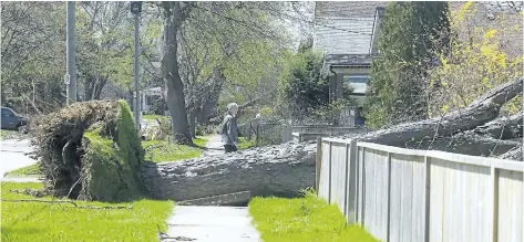  ?? FILE PHOTOS BY JULIE JOCSAK/STANDARD STAFF ?? Dave Parker is left with a hand saw to cut apart a tree that fell across his driveway on Dacotah Street after severe winds brought down several trees causing havoc in St. Catharines in 2011.