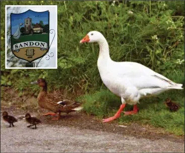  ??  ?? Good egg: The goose, which features on Sandon village’s sign, helping ducks across the road