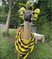  ?? COURTESY OF TRISTAN KOCHEL ?? Lily, a pet deer belonging to Tristan Kochel of Union Township, dressed in a bumble bee costume has attracted millions of followers on Kochel’s TikTok account.