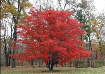  ?? ASSOCIATED PRESS ?? This undated photo shows a Japanese maple tree in Tillson, N.Y. The bold red of this Japanese maple reflects not only the tree’s genetics but also autumn weather, with sunny days and cool nights bringing out the best in the leaves.