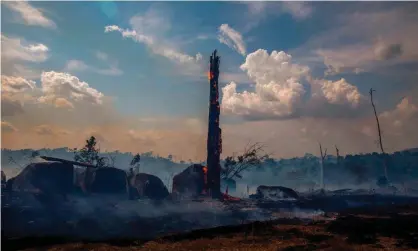  ??  ?? The forecast suggests the rainforest will degrade into a drier savannah, releasing billions of tonnes of carbon into the atmosphere. Photograph: Joao Laet/AFP/Getty