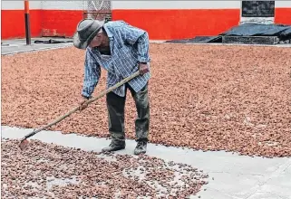  ?? EXPRESO ?? Labor. Un agricultor mueve las pepas del cacao ecuatorian­o, como parte del proceso de secado al sol.