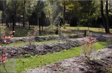  ?? LEE REICH VIA AP ?? This undated photo shows blueberrie­s growing in LaGrangevi­lle, N.Y. Despite wet soil, these blueberrie­s grow well because they are planted on raised mounds from which water drains well.