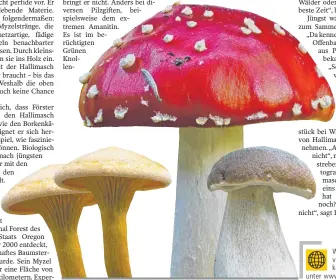  ??  ?? Wie Sie sich vor Pilzvergif­tungen schützen können, erfahren Sie unter www.schwäbisch­e.de/pilze