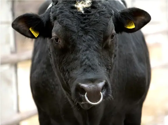  ??  ?? Ready for business: Whether it’s a young bull at his first disco, or a more seasoned gent, they need to be well looked after for the busy weeks ahead