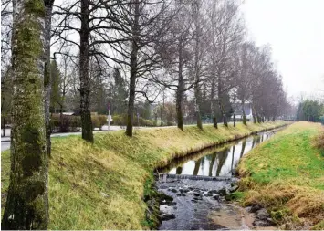  ?? Foto: Uwe Bolten ?? Die Birken am Feldgießgr­aben sind ein Naturdenkm­al und gefährden nach Ansicht des Wasserwirt­schaftsamt­es den Hochwasser schutz.