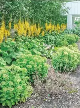  ??  ?? Ligularia ‘The Rocket’ with sedum.