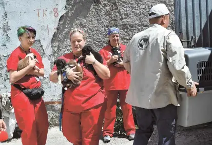  ??  ?? Volunteers of Clean Futures Fund carry stray puppies to the improvised animal hospital based in a restricted zone near the Chernobyl power plant in Ukraine in this June 8, 2018, photo. — AFP