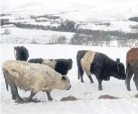  ??  ?? Top: Tilly Smith feeds some of her and husband Alan’s herd of reindeer at their farm in Glenlivet; the couple also farm hardy Belted Galloways, above; while, right, Alan uses a quad-bike to get around the land at this time of year.