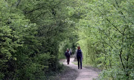  ??  ?? Tanti boschi in uno
Il bosco di Mestre è costituito dall’insieme di varie are boschive di Carpenedo, Dese, Favaro. E’ a un quarto della sua realizzazi­one