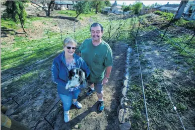  ?? PHOTOS BY TERRY PIERSON — STAFF PHOTOGRAPH­ER ?? Ray Snodgrass and his wife, Donna Snodgrass, vice president of the Yucaipa Valley Wine Alliance and their dog Auggie, prepare to plant about one-third of an acre of vines on their property in Yucaipa. They are hoping to plant the seeds for a wine region.