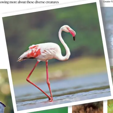  ?? SASWAT MISHRA ?? Greater Flamingo.
