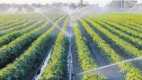  ?? CHARLES TRAINOR JR./COURTESY ?? Sam Accursio, owner of Sam S. Accursio & Sons Farms, watered his crops overnight to prepare for a possible freeze early Jan. 5, 2018, that could have damaged the green bean crop on Southwest 280th Street.