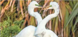  ?? STAN TEKIELA ?? Great egrets are among the many species found at Georgia's Okefenokee National Wildlife Refuge.