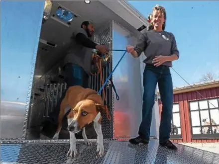  ?? PETE BANNAN — DIGITAL FIRST MEDIA ?? Brandywine Valley SPCA employee Cara Wyndham brings ‘Mamita’ out of the transport trailer after her rescue from Puerto Rico.