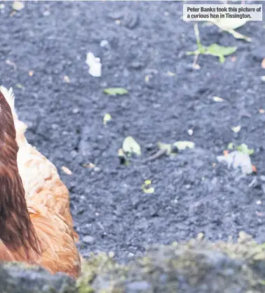  ??  ?? Peter Banks took this picture of a curious hen in Tissington.