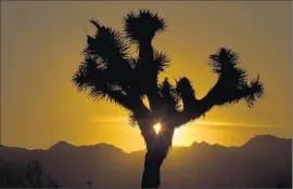  ?? Allen J. Schaben
Los Angeles Times ?? DROUGHT HAS taken a toll on California’s Joshua trees. The state’s climate change delegation hopes “to swap ideas and form partnershi­ps” in Paris.