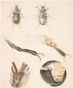  ?? ?? DRAWING, magnified study of a ground beetle. | HENRIETTA CLARE AND BEATRIX POTTER Frederick Warne & Co. Ltd