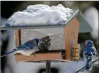  ?? ?? The Associated Press
Blue jays eat from a feeder at the home of Nancy Castillo and Lois Geshiwlm in Providence, N.Y.