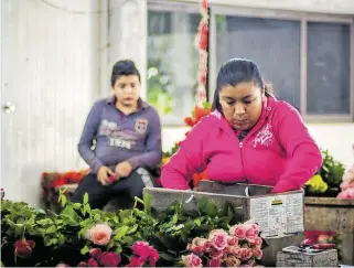  ?? MARIO LUNA ?? Hay más de 100 floriculto­res en la comunidad