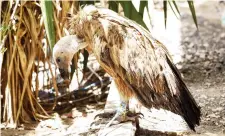  ??  ?? A Bulgarian Griffon vulture called Nelson is seen in the Yemeni capital Sanaa. — AFP photo