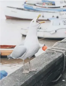  ??  ?? Traders and the public say seagulls are becoming a “menace”