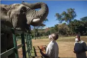  ?? SHIRAAZ MOHAMED — THE ASSOCIATED PRESS ?? Animal caretakers feed an elephant at the Johannesbu­rg Zoo. Zoos worldwide have been struggling since lockdown measures were put in place to curb the spread of the coronaviru­s.