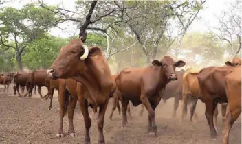  ?? ?? Villagers sell off their livestock for a song to buy a few bags of maize and other basics