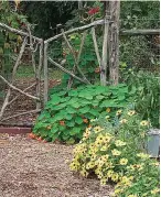  ?? Associated Press ?? ■ This undated photo shows Zahara Yellow zinnias. Zinnias are one of many members of the Daisy Family, many of which can brighten up a garden with their sunny faces.