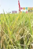  ?? SL-AGRITECH.COM ?? SL-8H is SL Agritech’s leading hybrid variety with a potential yield of at least 8 tons and a record yield of 17 tons per hectare.