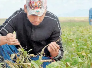  ?? GERARDO AGUIRRE/EL HERALDO DE CHIHUAHUA ?? No existen créditos directos a los productore­s de frijol