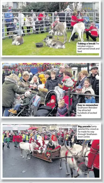  ??  ?? Taking a breakthe reindeer enjoy a well-earned break and feed Day to remember Strathaven Reindeer Day attracted hundreds of excited kids Big paradesant­a greeted the crowd as he made his way through Strathaven town centre