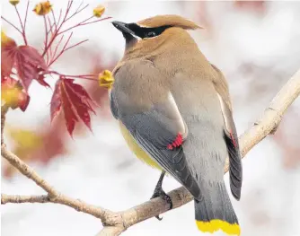  ?? BRUCE MACTAVISH PHOTO ?? Watch for the beautiful cedar waxwing in your backyard trees.