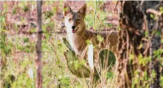  ?? Staff file photo ?? Residents in Conroe’s Dominion Ridge neighborho­od started the “Grizzly Emergency Hotline” to warn each other to protect pets after a coyote killed a family’s small dog in early January.