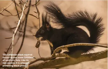  ??  ?? The Calabrian black squirrel occurs across some 7,000km2 of southern Italy. Like its red cousins, it is arboreal, preferring black pines.