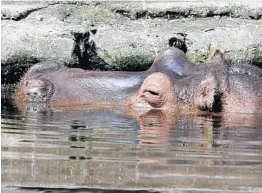  ?? CASSIE ARMSTRONG/ORLANDO SENTINEL ?? Lu the hippo turns 60 this month. In honor of his birthday, Ellie Schiller Homosassa Springs Wildlife State Park is hosting festivitie­s on Jan. 24.