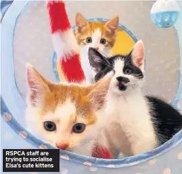  ??  ?? RSPCA staff are trying to socialise Elsa’s cute kittens