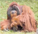  ?? REUTERS ?? Orangutan Chantek uginuo je u 39. godini u Atlanti