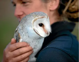  ?? TOM LEE/STUFF ?? Jarli, a female white barn owl, at Wingspan Birds of Prey Trust, has a cuddle with trainer and handler Heidi Stook.