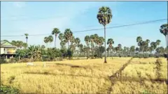  ?? SUPPLIED ?? A view of paddy fields in Kampong Chhnang province. Authoritie­s there say they are probing flooded land that was illegally cleared.