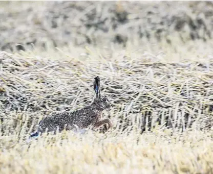  ??  ?? Hare coursing has been illegal in Scotland since the Protection of Wild Mammals (Scotland) Act 2002.