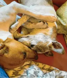  ??  ?? Die Jack Russels Horst und Hubert genießen eine kleine Kuschelein­heit, fotografie­rt von Karin Haslinger aus Zusmarshau­sen (Kreis Augsburg).