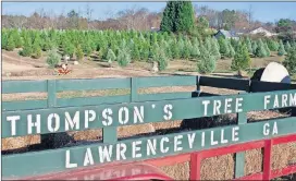  ?? ALEXANDER ACOSTA / AJC SPECIAL ?? If you want to make sure your Christmas tree is fresh, you can choose a tree to cut down at a place such as Thompson’s Tree Farm in Lawrencevi­lle (shown in a file photo).