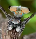  ??  ?? Hämähäkkik­oiras matkii pahaa vihollista­an, rukoilijas­irkkaa.